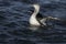 Red-throated diver, Gavia stellata