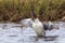 Red Throated Loon