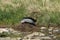 red-throated loon (North America) or red-throated diver on the nest Iceland