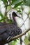 Red-throated piping guan -  Cujubi bird