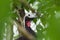 Red-throated piping guan -  Cujubi bird