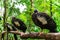 Red throated piping guan exotic tropical bird wildlife animal in nature.