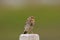 Red-throated pipit (Anthus cervinus) close-up