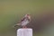 Red-throated pipit (Anthus cervinus) close-up