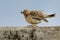 Red-throated Pipit - Anthus cervinus feeding with its prey