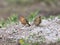 A red-throated pipit Anthus cervinus female and male together sits on the ground