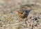 Red throated pipit sits on a ground