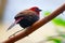 Red-throated twinspot (hypargos niveoguttatus) bird sitting on a branch