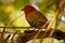 Red-throated Twinspot - Hypargos niveoguttatus common species of bird found in sub-saharan Africa, red bird with brown wings and