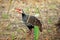 Red-throted francolin in Gorongosa National Park