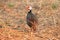 Red-throted francolin in Gorongosa National Park