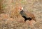 Red-throted francolin in Gorongosa National Park