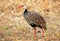 Red-throted francolin in Gorongosa National Park