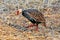 Red-throted francolin in Gorongosa National Park