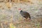 Red-throted francolin in Gorongosa National Park