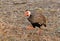 Red-throted francolin in Gorongosa National Park