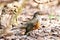 Red Thrush Turdus Rufiventris standing among vegetation and on dry leaves