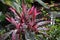 Red TI or Good Luck Plant - Cordyline Fruticosa