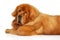 Red Tibetan Mastiff dog lying on white background