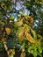 Red tick on diseased walnut leaves. Walnut tree disease close up