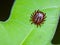 red tick on green leaf