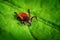 Red tick on a green leaf, sharp closeup