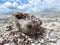 Red Tide Sanibel Island Florida