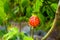 Red Tiger Abutilon Japanese Lantern Plant Tiger Eye