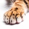 Red tiger cat paw on a white background close-up. Feline predator