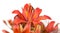 Red tiger lily Bouquet Outdoors isolated