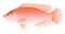 Red tilapia fish isolated