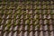 red tile roof background. overgrown roof texture