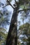 Red Tingle, Valley of the Giants, WA, Australia