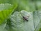 Red-tipped Clearwing moth, Synanthedon formicaeformis, on leaf.