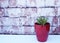 Red tipped succulent in a red vase against brick background.