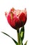Red to pink tulip flower with white fringed petal borders, hybrid name Mascotte, in full blossom