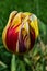 Red to yellow tulip flower, hybrid Courtine, half opened during spring season