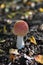 Red toad stools actual name - Fly Agaric (Amanita muscaria