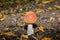 Red toad stools actual name - Fly Agaric (Amanita muscaria