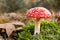 Red toadstool in forest