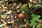 Red toadstool forest in autumn, mushrooms, tree colors,