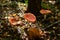 Red toadstool forest in autumn, mushrooms, tree colors,