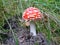 Red toadstool fungus