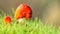 Red Toadstool in the Grass