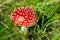 Red toadstool in the grass