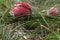 Red toadstool growing in the grass