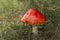 Red toadstool grows under a pine tree among the grass.