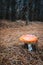 Red toadstool mushroom in a dark forest.