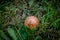 Red Toadstool Mushroom In Grass