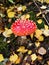 red toadstool next to lying yellow and brown leaves